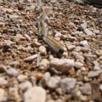 Procesionaria
