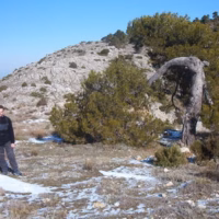 Raul con arbol torcido