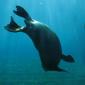 037-zona islas con focas