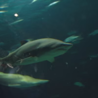 Oceanos