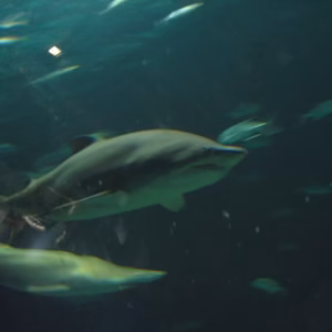 Oceanos