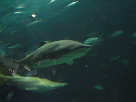 L'Oceanografic 3