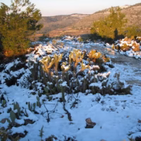 Besori nevado