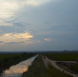 Campos arroz albufera