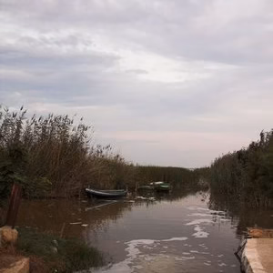 Campos arroz albufera