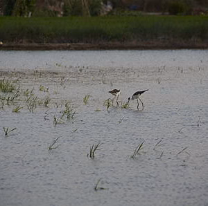 Albufera massanasa