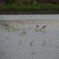 05-albufera_massanasa