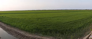 Albufera massanasa