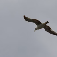 Cantabria vicente barquera gaviotas