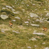 Panticosa pirineos ciervos