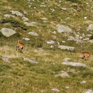 Panticosa pirineos ciervos