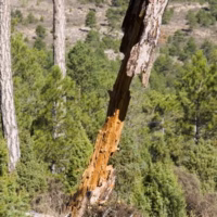 Olmedilla mora rubielos senderismo cev arbol