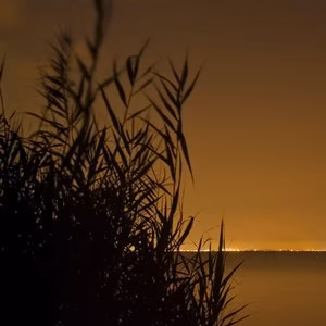 Albufera paisaje nocturna palmar