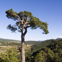 Olmedilla mora rubielos senderismo cev arbol