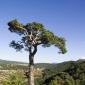 35-olmedilla-mora-rubielos-senderismo-cev-arbol
