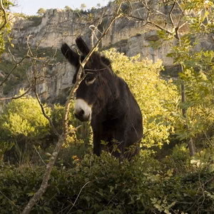 Senderismo cortes pallas cortada burro mula