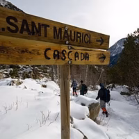Amitges maurici