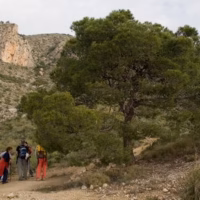 Serra crevillent paisaje acclivis pi alivi arbol