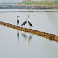 Albufera amanecer fauna garza perello