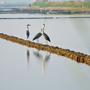 Albufera amanecer fauna garza perello