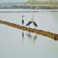 08_-_albufera_amanecer_fauna_garza_perello
