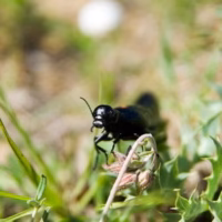 Mariola montanya valencia macro