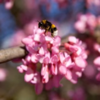 Mariola montanya valencia arbol macro