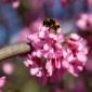 19_-_mariola_montanya_valencia_arbol_macro