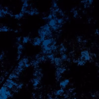 Arboles estrellas nocturna penyagolosa