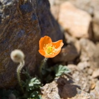 Flor flora sierra nevada