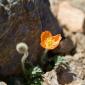 36_-_flor_flora_sierra_nevada