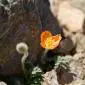 36_-_flor_flora_sierra_nevada