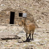 Cabra fauna la caldera refugio sierra nevada