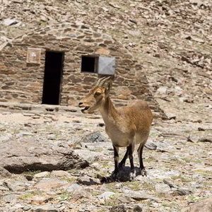 Cabra fauna la caldera refugio sierra nevada