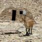 40_-_cabra_fauna_la_caldera_refugio_sierra_nevada