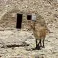 40_-_cabra_fauna_la_caldera_refugio_sierra_nevada