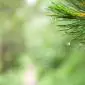 14_-_macro_paisaje_pirineos_senditos_vegetacion