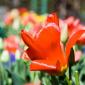 11_-_bergen_escandinavia_viaje_flores_macro