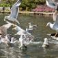26_-_escandinavia_viaje_fauna_gaviota_lago_parque_stavanger