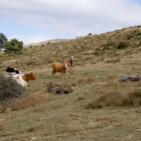 Paisaje travesia calar mundo vacas