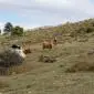27_-_paisaje_travesia_calar_mundo_vacas