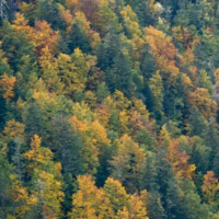 Bosque montanya ordesa otonyal paisaje