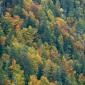 58_-_bosque_montanya_ordesa_otonyal_paisaje