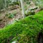 85_-_bosque_macro_musgo_ordesa