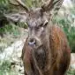 01_-_alzira_casella_ciervo_fauna_reserva