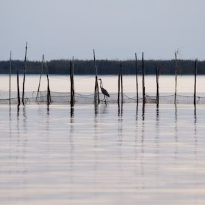Albufera atardecer