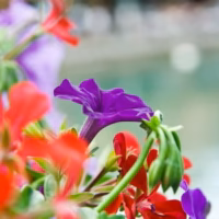 Annecy flora flores