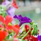 07_-_annecy_flora_flores