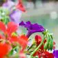 07_-_annecy_flora_flores