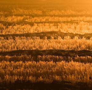 Albufera arroz campos fuego nocturna